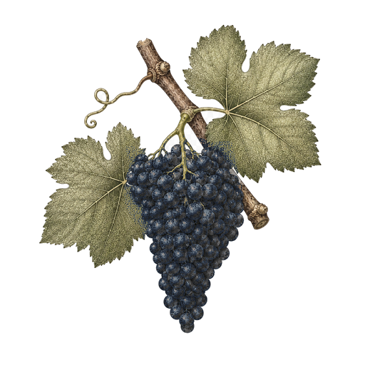 Illustration of a Marquette grape cluster