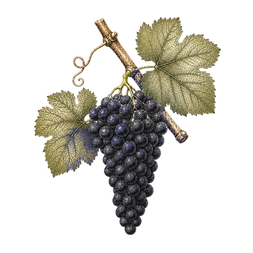 Illustration of a Saperavi grape cluster